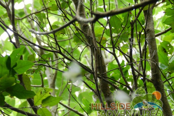 Hillside Adventured tour Philipsburg Jubilee Library summer camp-st maarten-ilandvibez-agriculture-spaceless gardens web131