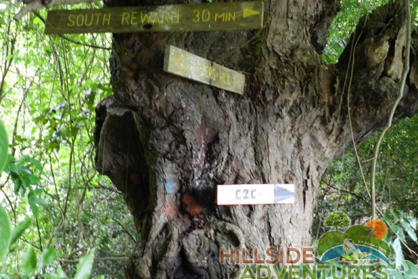 Hillside Adventured tour Philipsburg Jubilee Library summer camp-st maarten-ilandvibez-agriculture-spaceless gardens web134