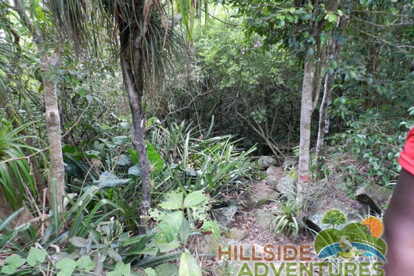 Hillside Adventured tour Philipsburg Jubilee Library summer camp-st maarten-ilandvibez-agriculture-spaceless gardens web136