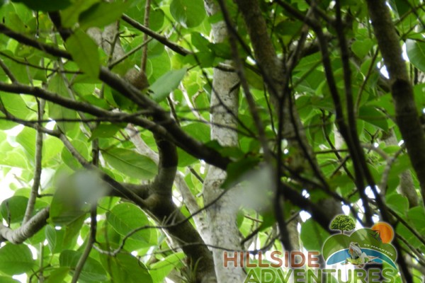 Hillside Adventured tour Philipsburg Jubilee Library summer camp-st maarten-ilandvibez-agriculture-spaceless gardens web166