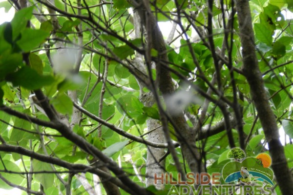 Hillside Adventured tour Philipsburg Jubilee Library summer camp-st maarten-ilandvibez-agriculture-spaceless gardens web174
