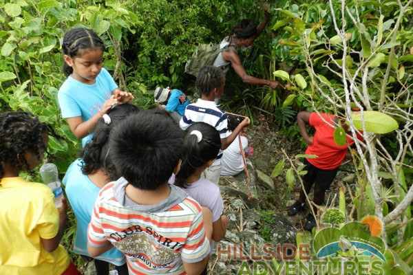 Hillside Adventured tour Philipsburg Jubilee Library summer camp-st maarten-ilandvibez-agriculture-spaceless gardens web193