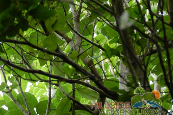 Hillside Adventured tour Philipsburg Jubilee Library summer camp-st maarten-ilandvibez-agriculture-spaceless gardens web199