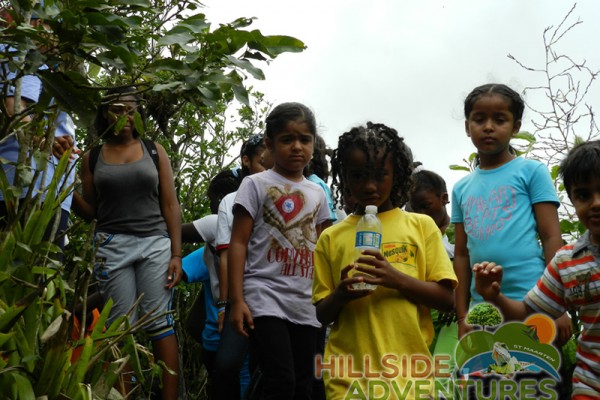 Hillside Adventured tour Philipsburg Jubilee Library summer camp-st maarten-ilandvibez-agriculture-spaceless gardens web211