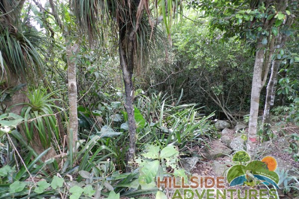 Hillside Adventured tour Philipsburg Jubilee Library summer camp-st maarten-ilandvibez-agriculture-spaceless gardens web214
