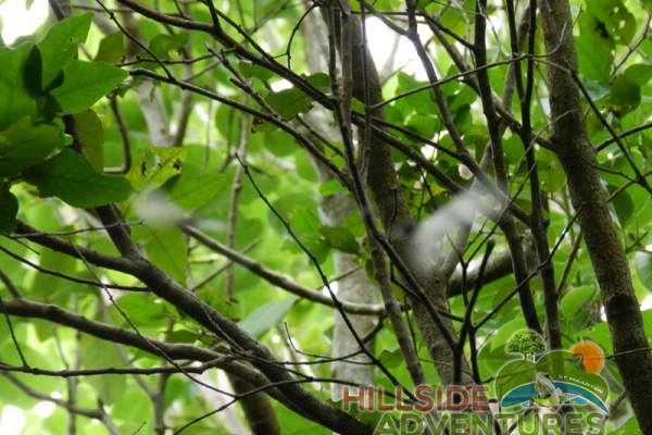 Hillside Adventured tour Philipsburg Jubilee Library summer camp-st maarten-ilandvibez-agriculture-spaceless gardens web219