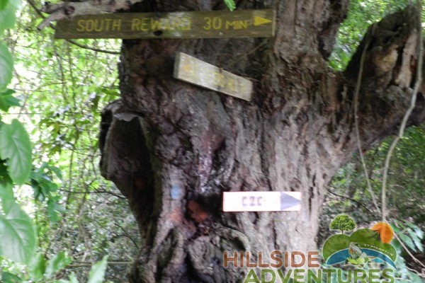 Hillside Adventured tour Philipsburg Jubilee Library summer camp-st maarten-ilandvibez-agriculture-spaceless gardens web223