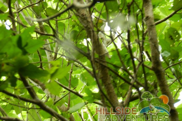 Hillside Adventured tour Philipsburg Jubilee Library summer camp-st maarten-ilandvibez-agriculture-spaceless gardens web226