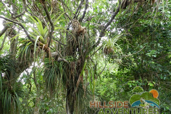 Hillside Adventured tour Philipsburg Jubilee Library summer camp-st maarten-ilandvibez-agriculture-spaceless gardens web228