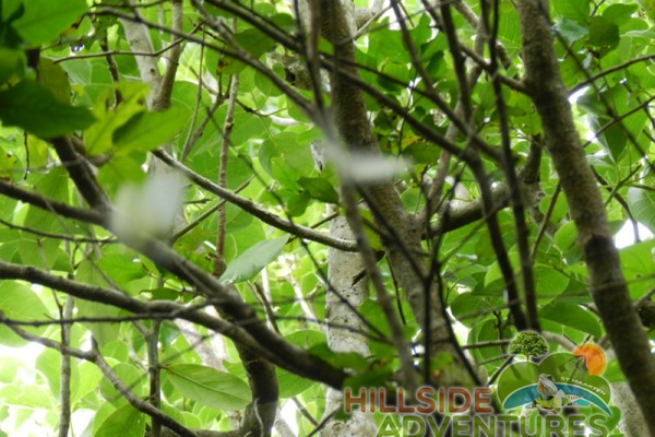Hillside Adventured tour Philipsburg Jubilee Library summer camp-st maarten-ilandvibez-agriculture-spaceless gardens web230