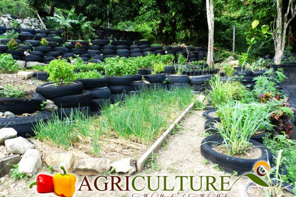 ST-MAARTEN-AGRICULTURE-HILLSIDE-ADVENTURES