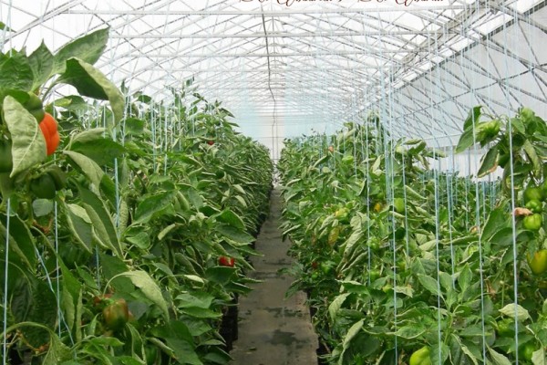 peppers-grown-in-st-maarten—2007-Project-by-Joslyn-Richardson