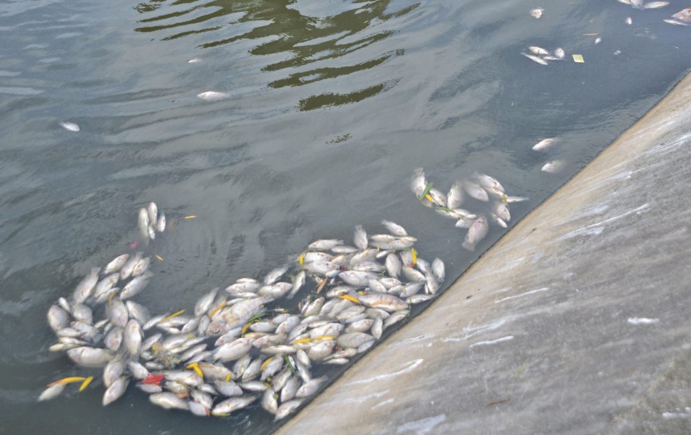 Fishes found dead on the Great Salt Pond