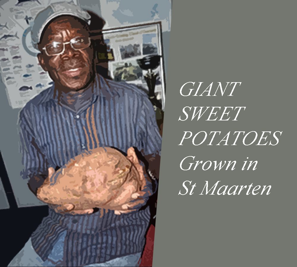 GIANT  SWEET POTATOES Grown in  St Maarten