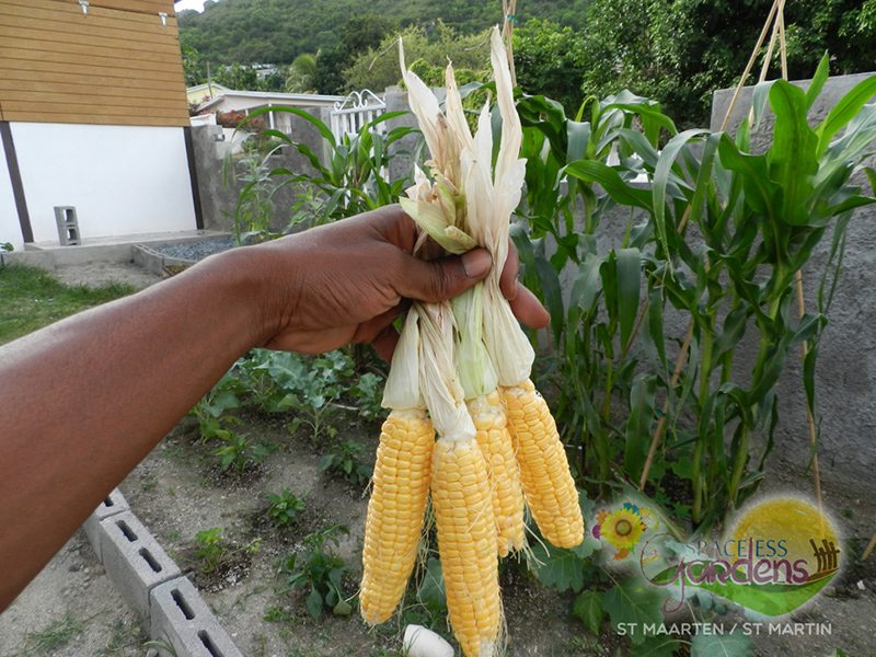 THE ST PETERS BACK YARD GARDEN PROJECT