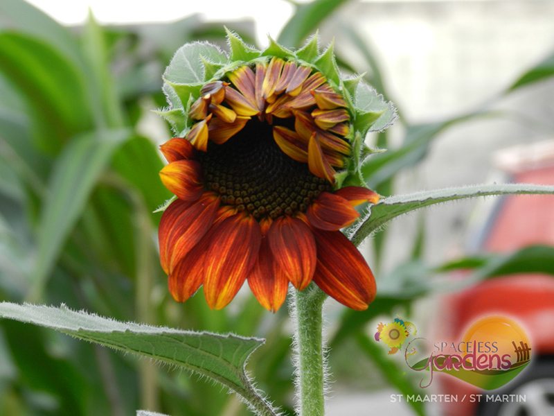 Photos of Sun Flowers grown in St Maarten