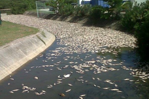 dead fish – st maarten agriculture-salt-pond (2)