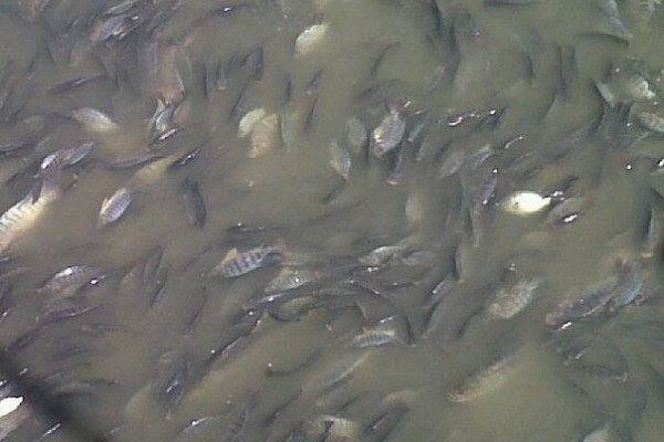 dead fish – st maarten agriculture-salt-pond (3)