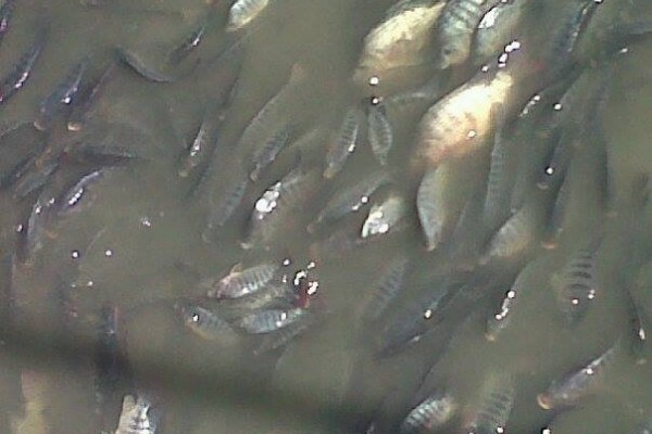 dead fish – st maarten agriculture-salt-pond 6