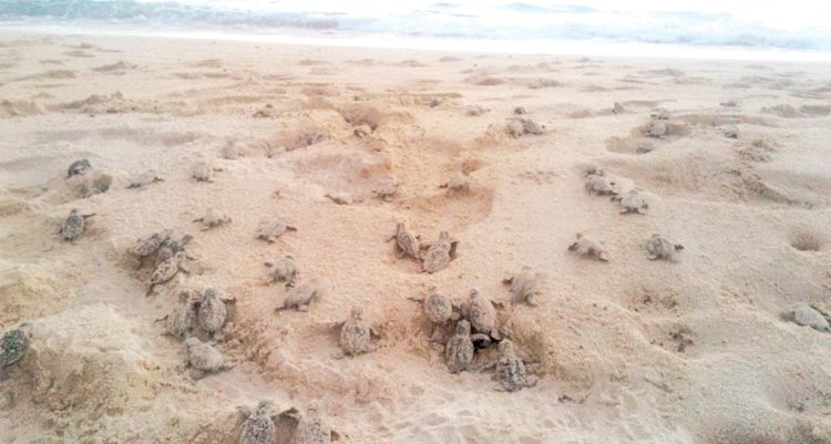 Amazing site if baby sea turtle making it to the sea