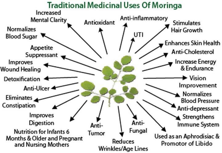 BushT contributes weekly news updates on herbs – This week Moringa Bush