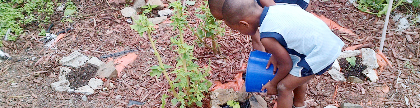 stmaarten-agriculture-sxm