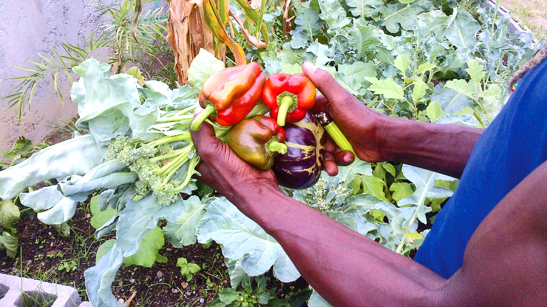 front-page-slider-sxm-agriculture-1