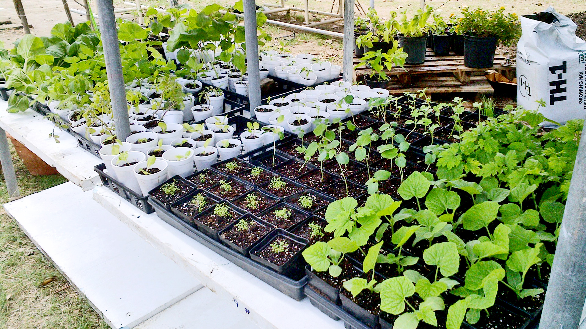 front-page-slider-sxm-agriculture-2
