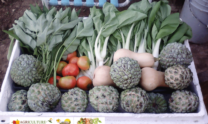 Today’s harvest and  Community Garden visitor