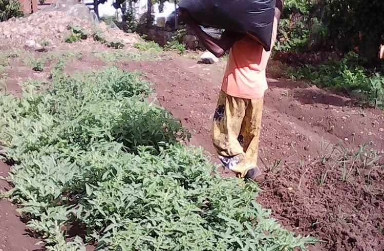15 Kilos of Callaloo and 8 Kilos of Basil harvested for the beginning of the year at St Peters Community Garden