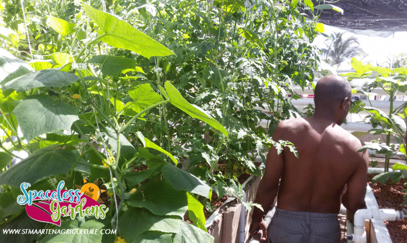 Raising The Red Nile Tilapia while added to Agricultural Sustainability of St Maarten