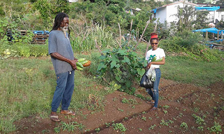 Skill-enhancement-program-week-2-dec-2017-sp-community-garden-st-maarten-agriculture-2017121734