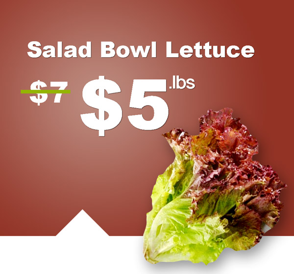 best-products–banner-salad-bowl-lettuce-st-maarten-agriculture