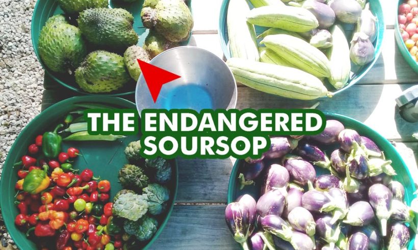The Endangered Soursop