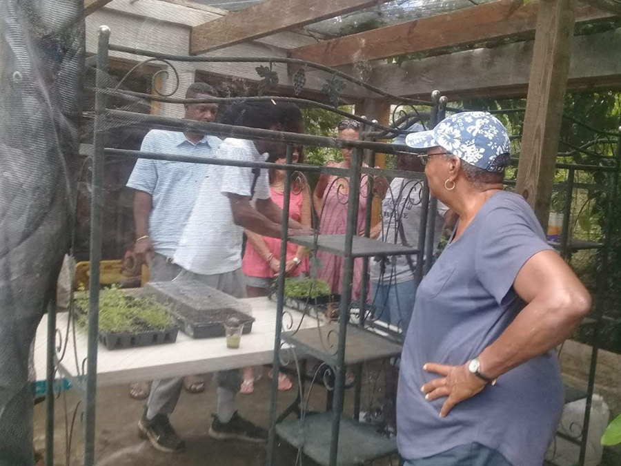 week-2-eco-learning-spaceless-gardens-st-maarten-agriculture-10
