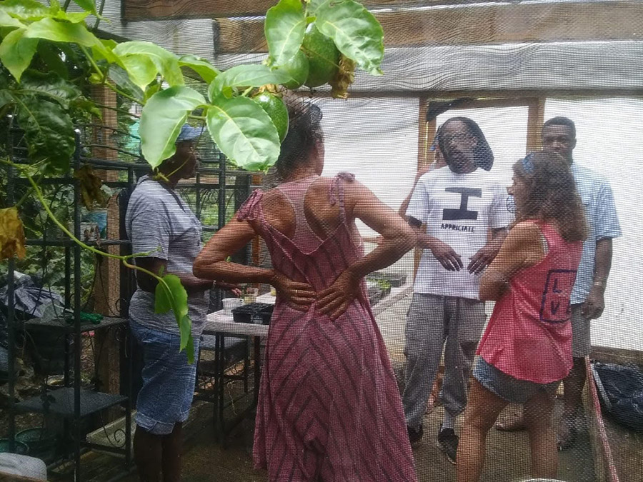 week-2-eco-learning-spaceless-gardens-st-maarten-agriculture-12