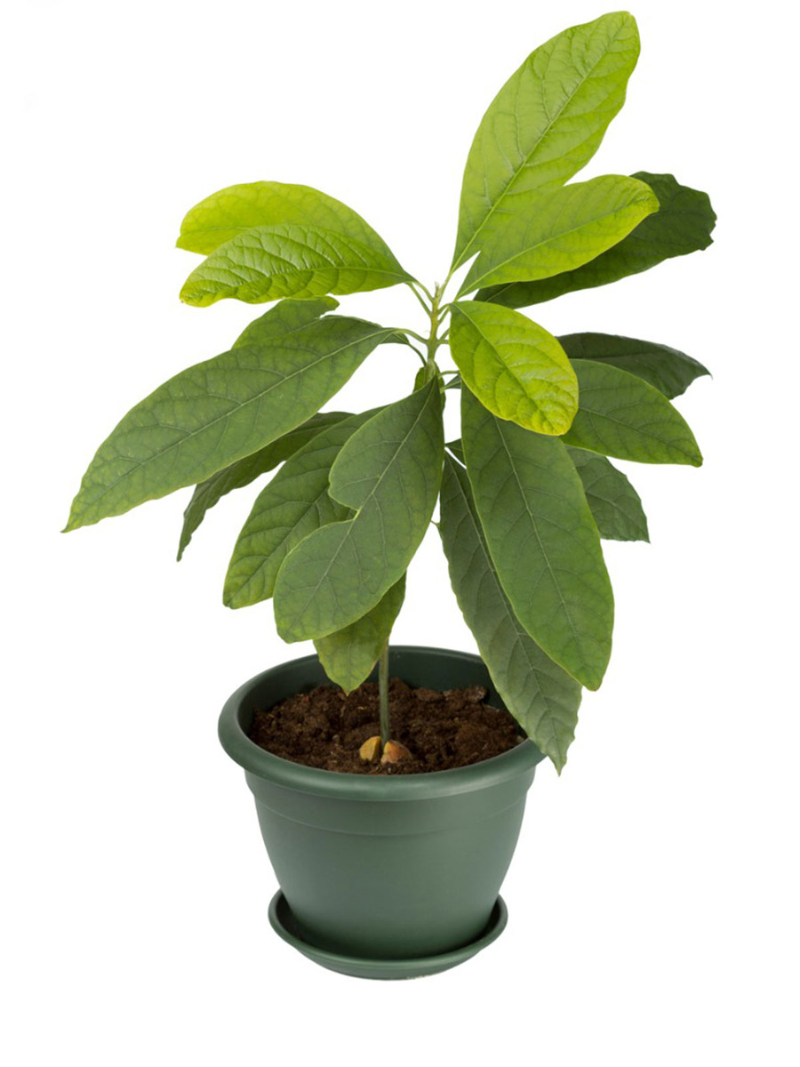 Avocado Plant - St Maarten Argriculture