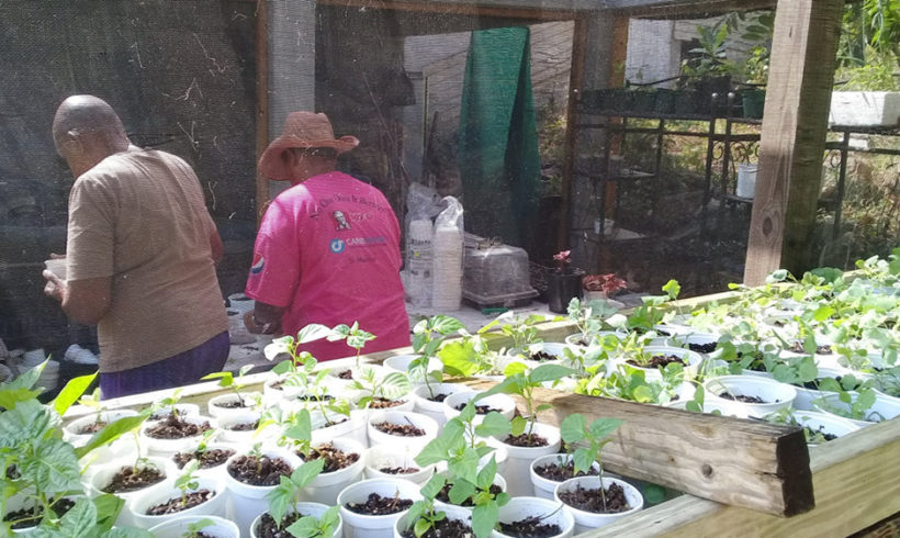Avoiding transplant shock with United Farmers  of St Maarten