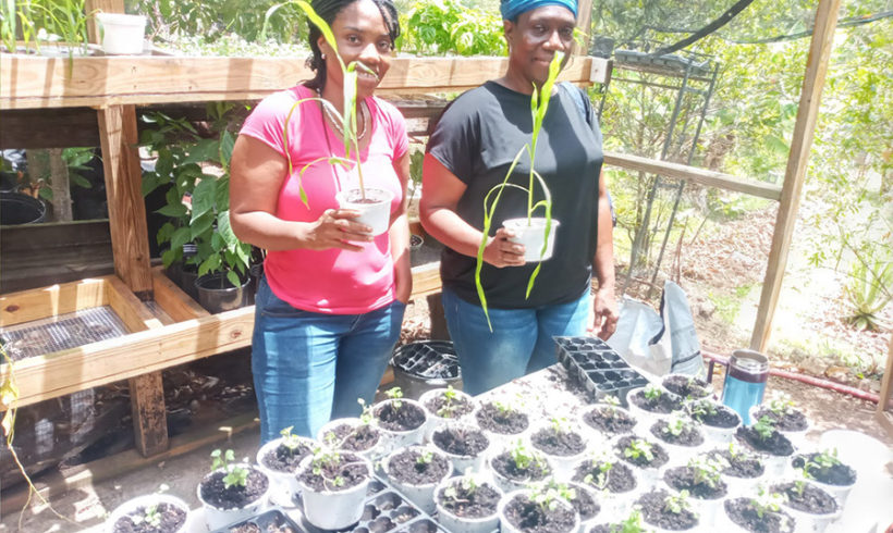 Eco Learning Week 4 – Plant Care, Maintenance & Plant Production Systems