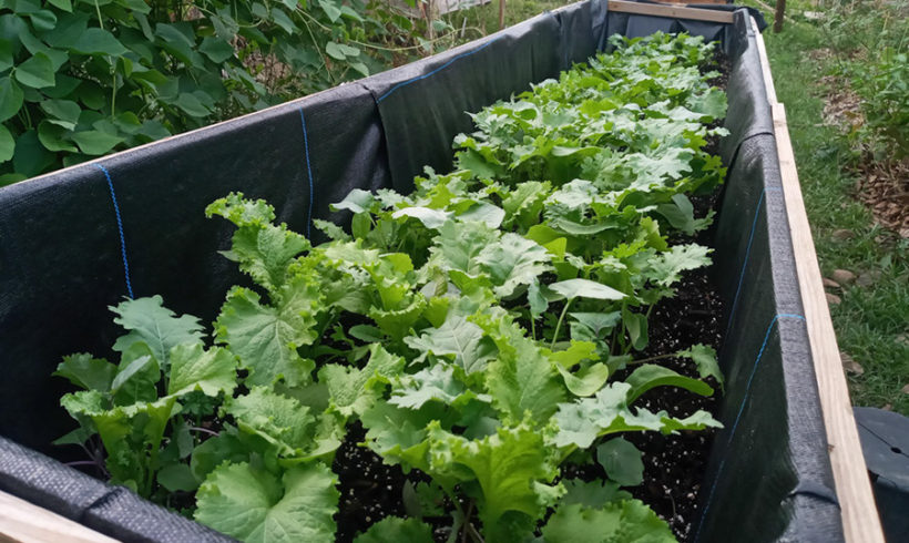 Eco Learning Week 5 – 6 on History on Agriculture in St Maarten and Agribusiness