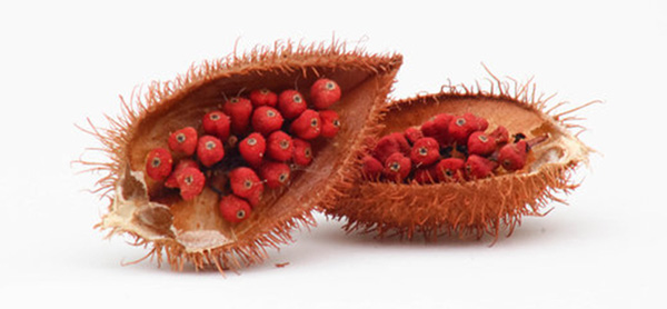 annatto-st-maarten-agriculture-eco-600-px