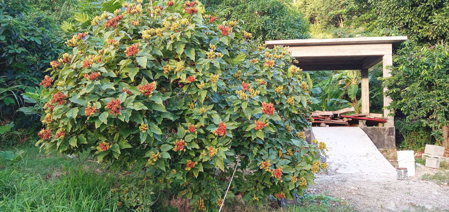 annatto-st-maarten-agriculture-eco-sxm-900-px